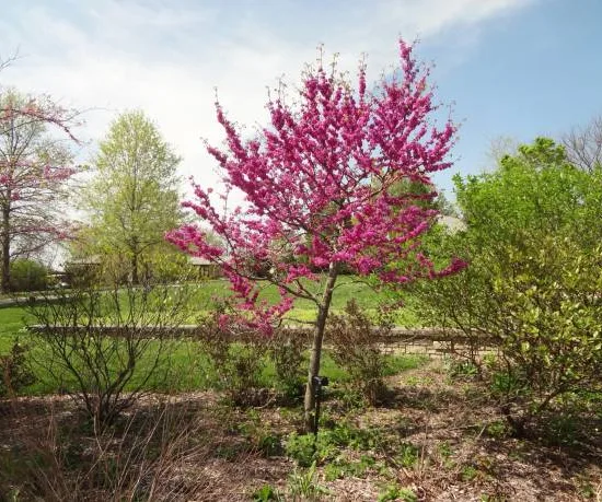 Gainier du canada 'Appalachian red'