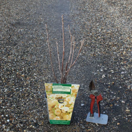 Groseillier à grappes 'Versaillaise blanche'