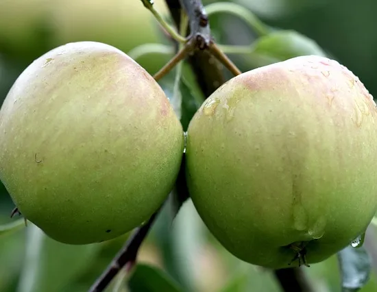 Pommier verde doncella