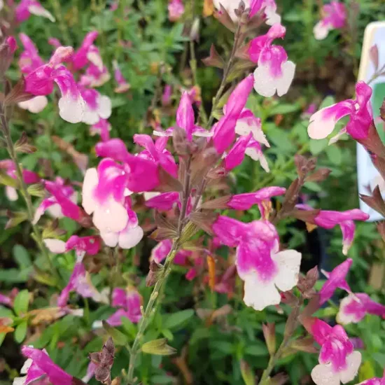 Sauge gregii 'Mirage rose bicolor'