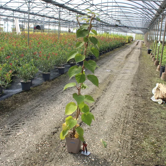Kiwi 'Male'