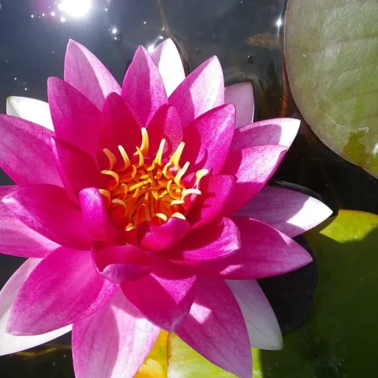 Nénuphar 'Conqueror'