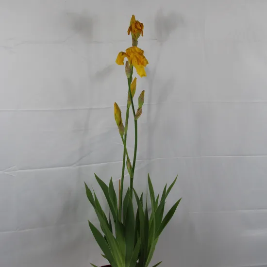 Iris d'allemagne 'Ola kala jaune'