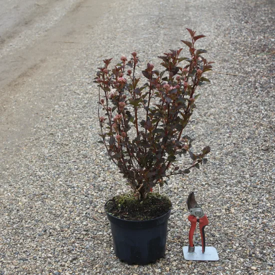 Physocarpe 'Tiny wine'