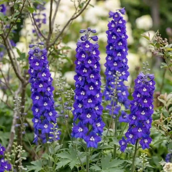 Dauphinelles 'Glitzy'