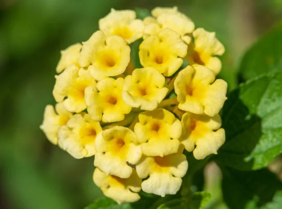 Lantanier Très Délicat jaune