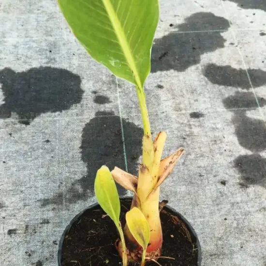 Bananier lotus d'or