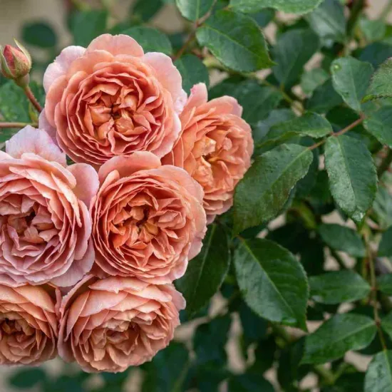 Rosier 'Albertine'