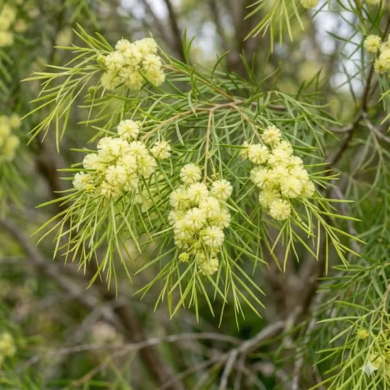 Mimosa nain 'Limelight'