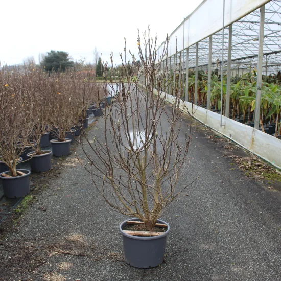 Magnolia 'Susan'