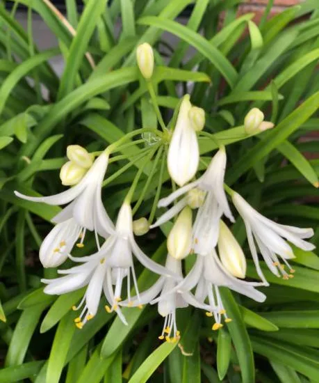 Agapanthe hybride 'Kilmurry blanche'