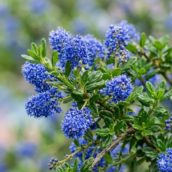 Céanothe 'Prostratus'