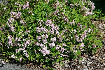 Deutzie 'Raspberry sundae'