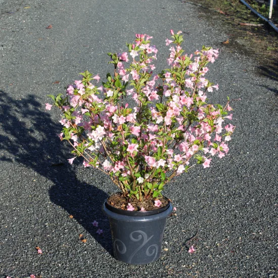 Weigelia 'Rosea'