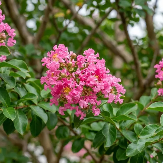 Lilas des indes 'Na 10536-5'