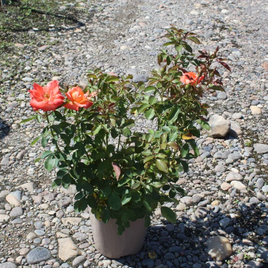 Rosier 'Satellite'