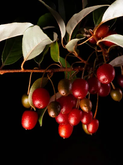 Kiwi 'Redumbo femelle'