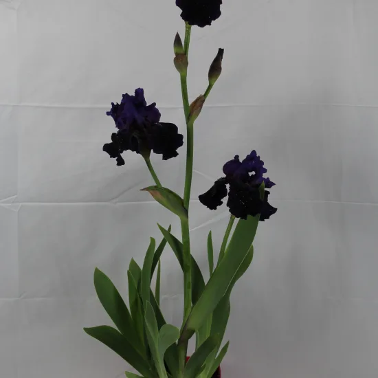 Iris d'allemagne 'Before the storm bleu'