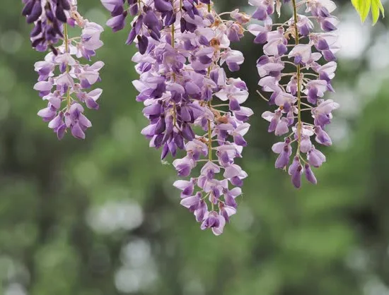 Glycine du Japon rose