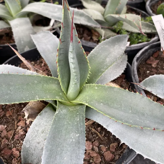 Agave de parry