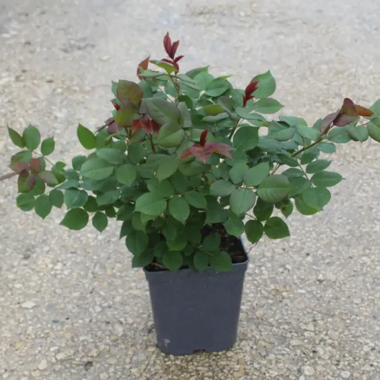 Rosier 'Lugdunum '