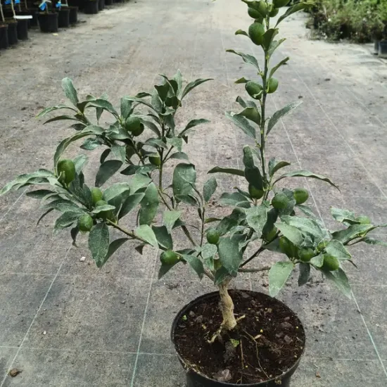 Kumquat