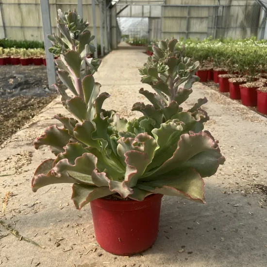 Echeveria 'Giant blue'
