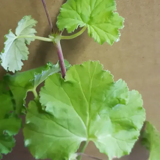Géranium au parfum de pomme verte ' '