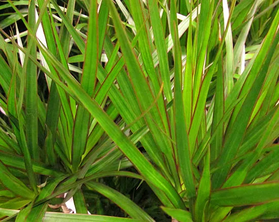 Cordyline 'festival lime'