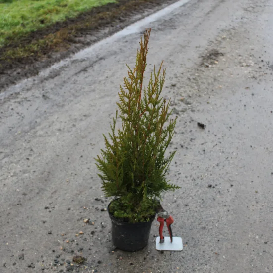 Thuya géant 'Atrovirens'