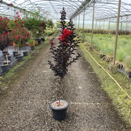 Lilas des indes 'Best red'