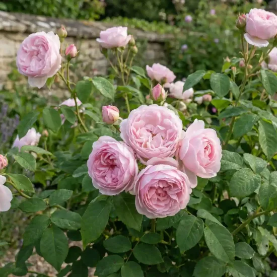 Rosier 'Les quatre saisons '