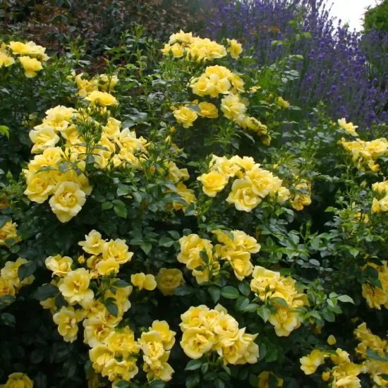 Rosier 'Suneva jaune '