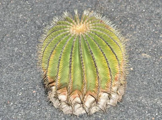 Cactus féroce 'schwarzii'