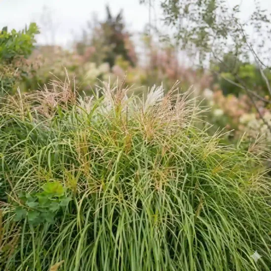 Miscanthus 'Hermann mussel'