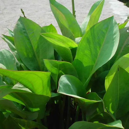 Grand plantain d'eau
