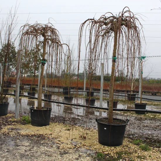 Mûrier pleureur 'Pendula'