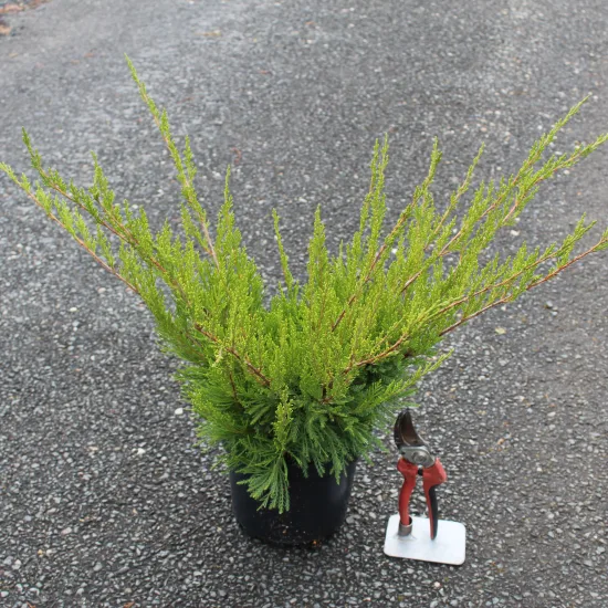 Genévrier de pfitzer 'Pfitzeriana aurea'