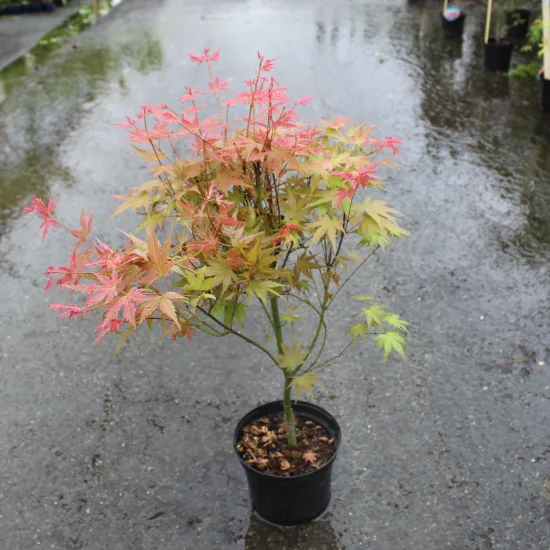 Érable du japon 'Phoenix'