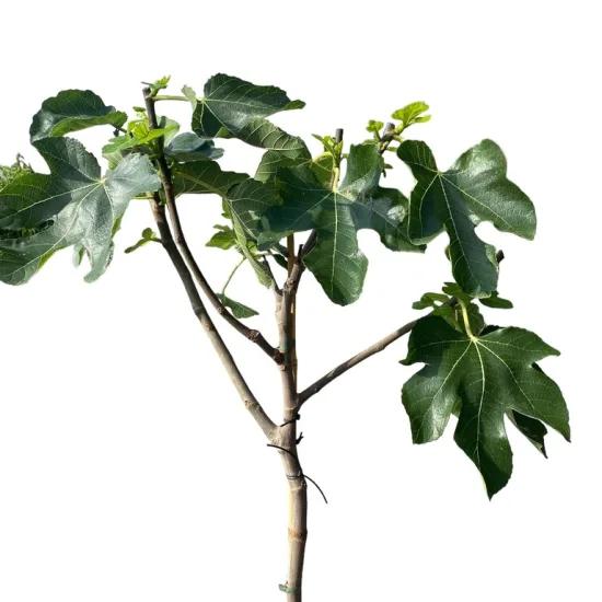 Figuier breva