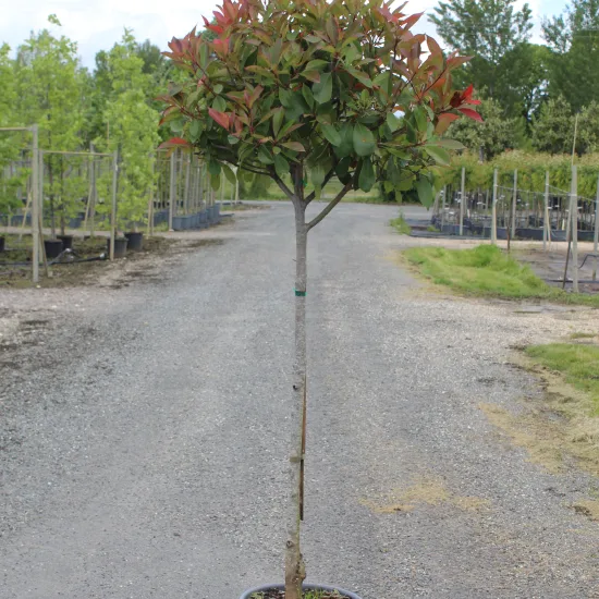 Photinia 'Red robin'