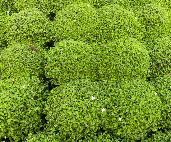 Pittospore 'Golf ball'