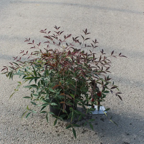 Bambou sacré 'Flirt murasaki'