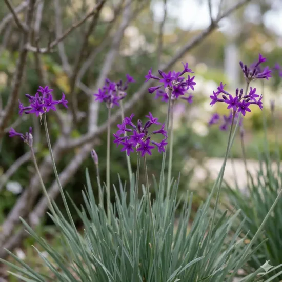 Tulbaghie 'Dark star'