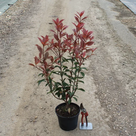 Photinia Fraseri Carré Rouge