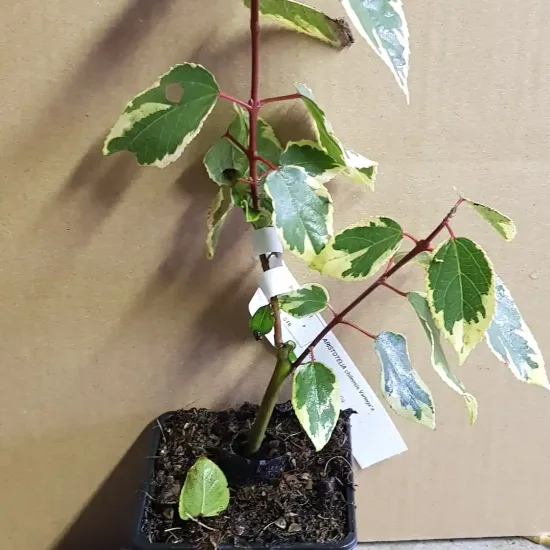 Baie de maqui 'Variegata'