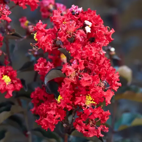 Lilas des indes 'Crimson red'