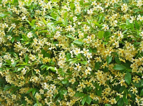 Jasmin étoilé jaune 'Mandaianum'