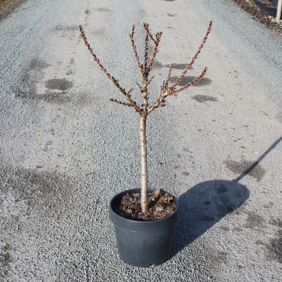 Pêcher nain 'Garden beauty'