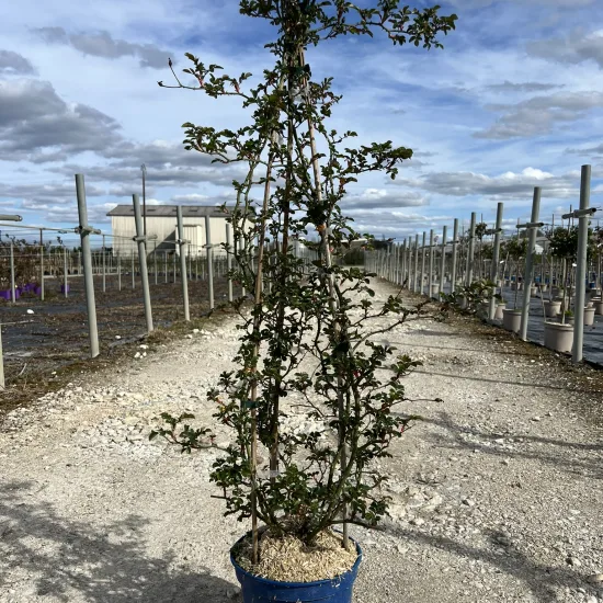 Rosier 'Vesuvia noare '